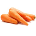 High Quality New Season Carrot